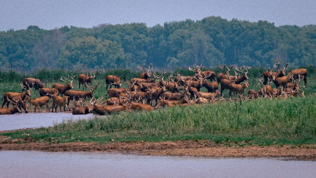 今年，石首麋鹿保护区添460头小麋鹿_荆州新闻网_荆州权威新闻门户网站
