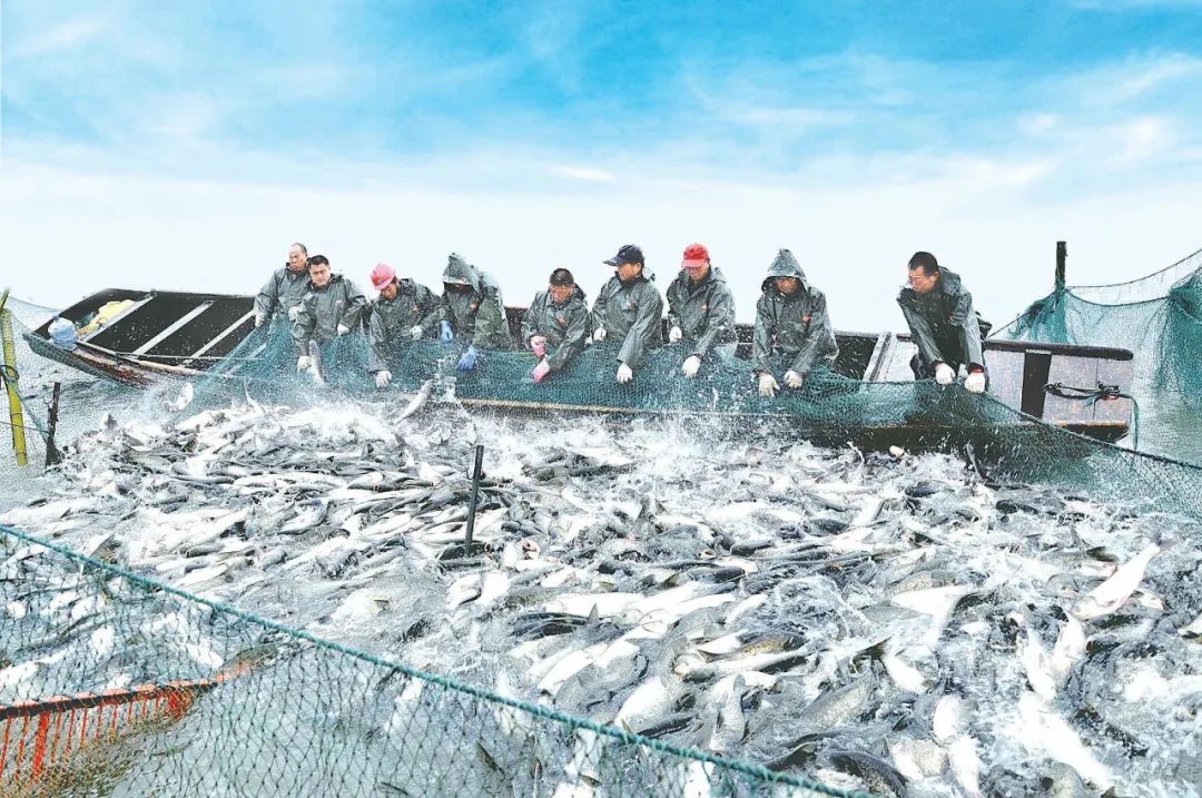 中国淡水渔业第一市！荆州“底”气十足！-bat365在线登录入口(图3)